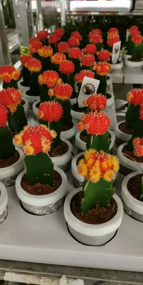 Kambarinis augalas, kaktusas keraminiame vazonėlyje, vazonėlio skersmuo 7 cm.