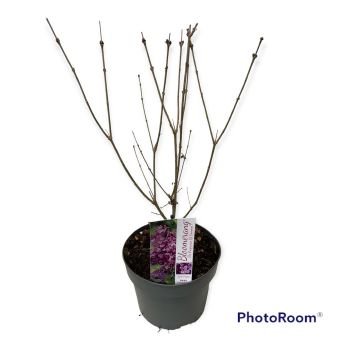 Dekoratyvinis krūmas, alyva "Dark Purple", vazonėlio skersmuo 19 cm.