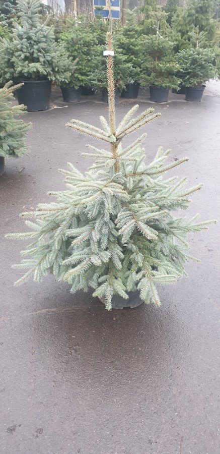 Dygioji eglė "Sidabrinė" (Picea pungens), auginta vazone, aukštis 100 cm.