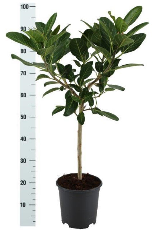 Kambarinis augalas, fikusas "Audrey", vazonėlio skersmuo 21 cm.