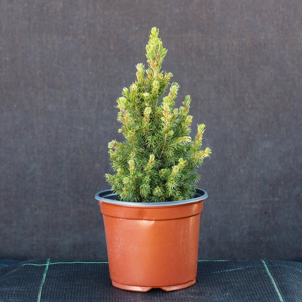 Spygliuotis, eglė baltoji "Rainbow's End", vazonėlio talpa 5 l.