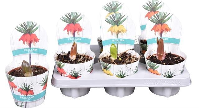 Daugiametė gėlė, margutė, vazonėlio skersmuo 12 cm.