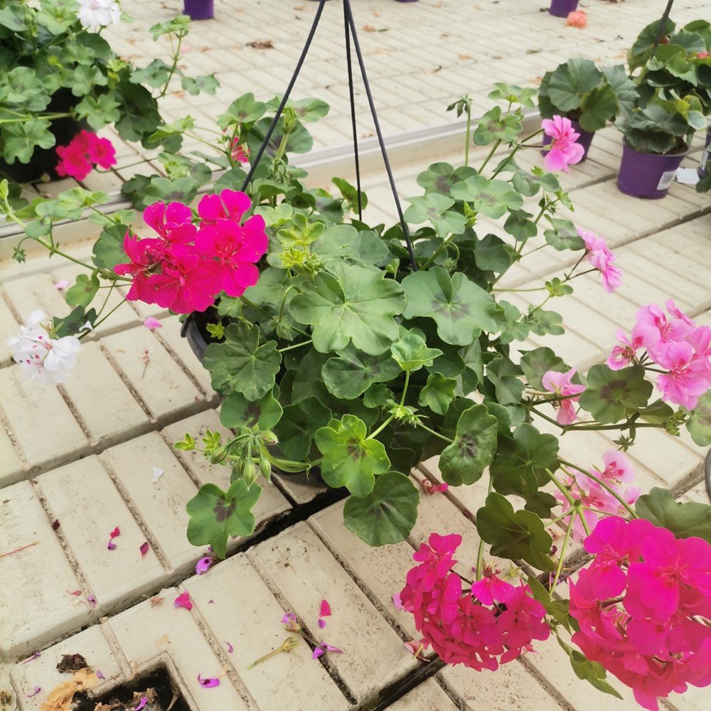 Vienmetės gėlės kompozicija (svyranti), vazonėlio skersmuo 23 cm.