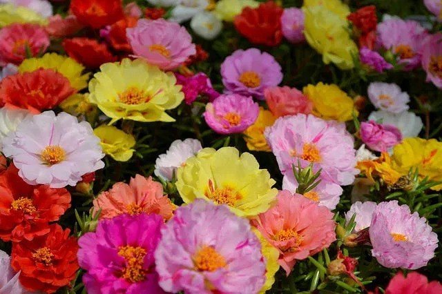 Vienmetė gėlė, portulaka, vazonėlio skersmuo 15 cm.