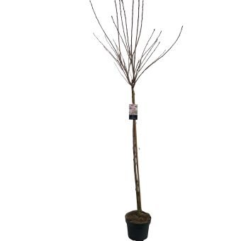 Dekoratyvinis medis, sakura "Kanzan", ant stiebo, aukštis 150 cm., vazonėlio skersmuo 28 cm.