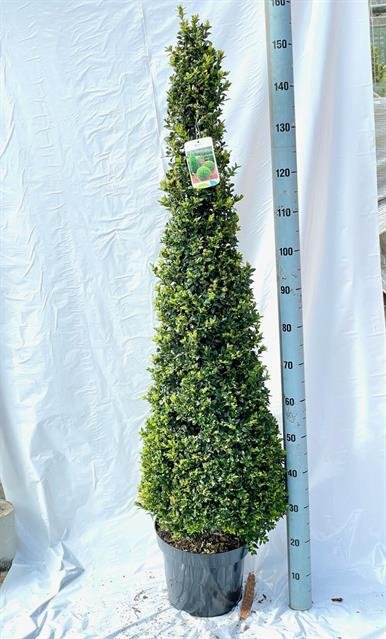 Dekoratyvinis krūmas, buksmedis "Piramidė", vazonėlio skersmuo 29 cm.