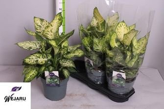 Kambarinis augalas, difenbachija "Sublime", vazonėlio skersmuo 19 cm.