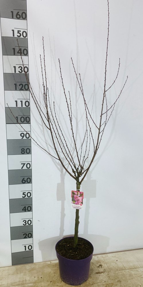 Dekoratyvinis krūmas, triskiautis migdolas, vazonėlio skersmuo 26 cm.