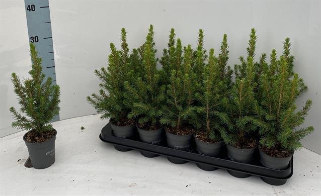 Kalėdinė eglutė (Picea), vazonėlio skersmuo 9 cm.