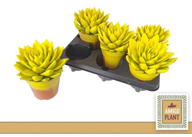 Kambarinis augalas, kalvorė "Miranda Yel", vazonėlio skersmuo 12 cm.