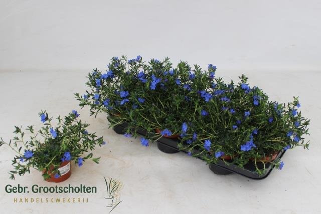 Daugiametė gėlė, glandora, vazonėlio skersmuo 10 cm.