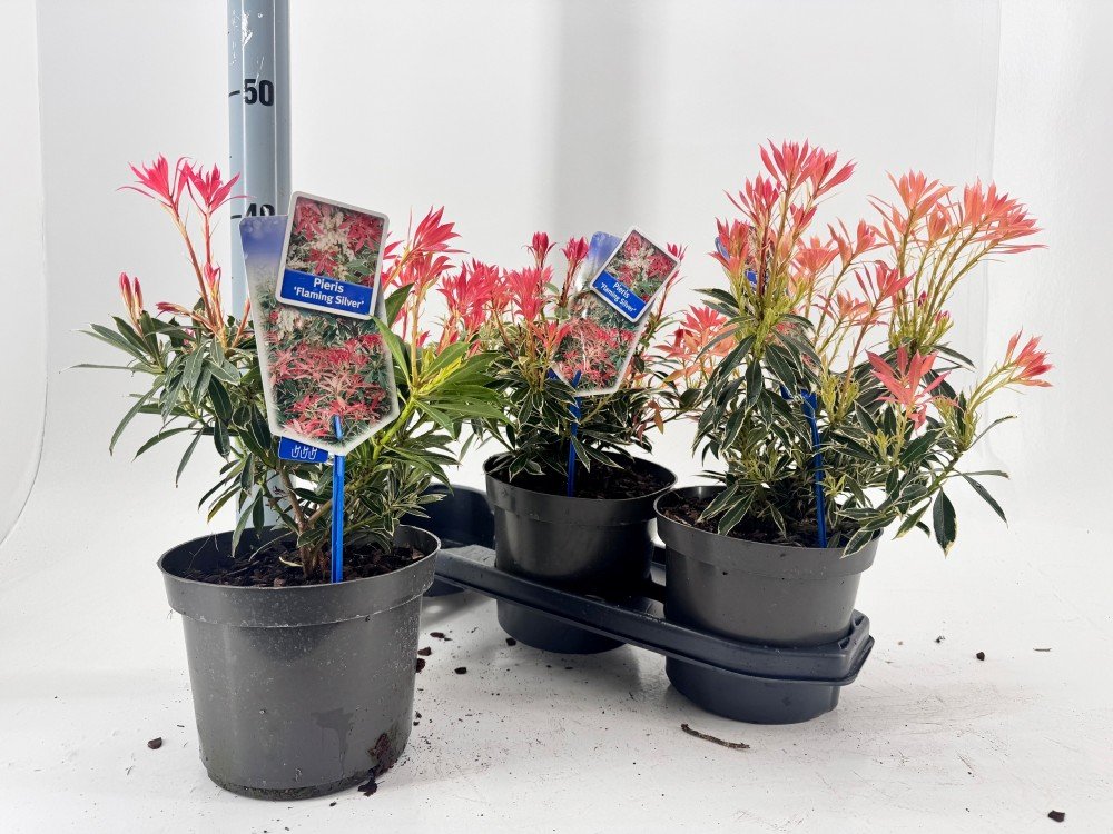 Dekoratyvinis krūmas, pieris "Flaming silver", vazonėlio skersmuo 19 cm.