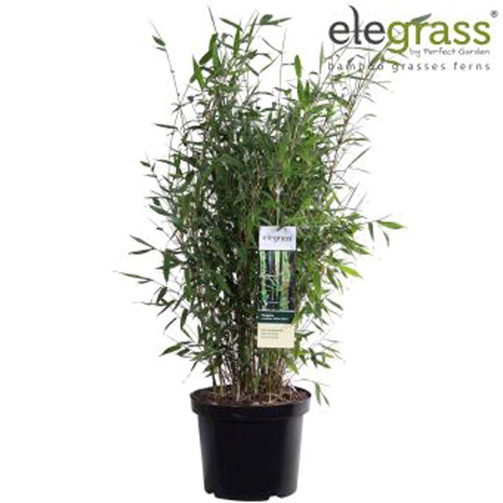 Žolinis augalas, fargezija "Winter Black", vazonėlio skersmuo 29 cm.