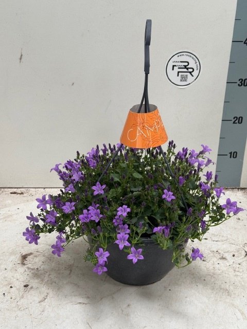 Daugiametė gėlė, katilėlis "Portenschlagian", vazonėlio skersmuo 25 cm.