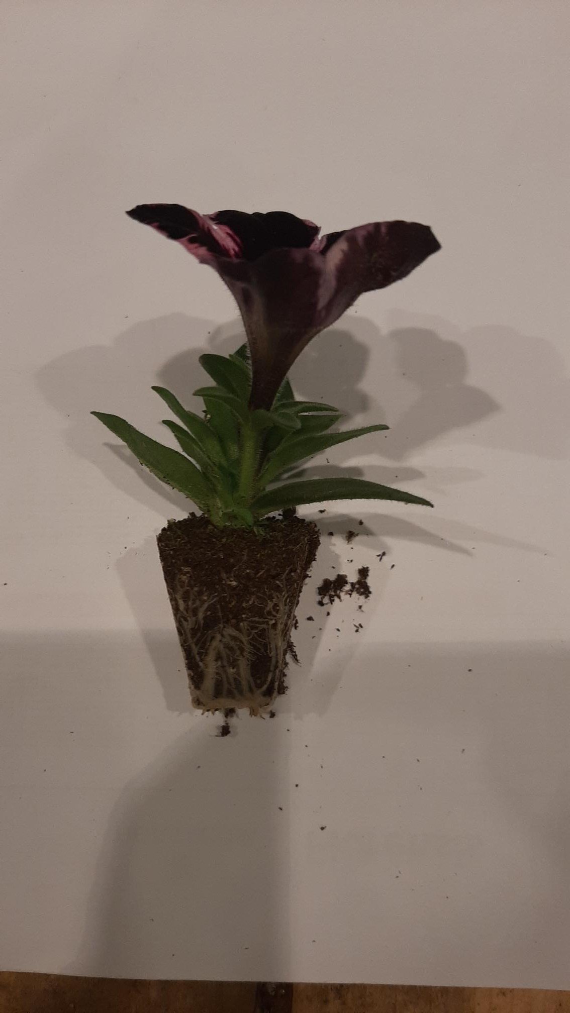 Vienmetės gėlės daigelis, petunija "GO!Tunia Cosmic Pink" FLORENSIS