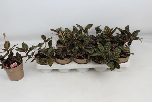 Kambarinis augalas, orchidėja "Ludisia Discolor", vazonėlio skersmuo 12 cm.