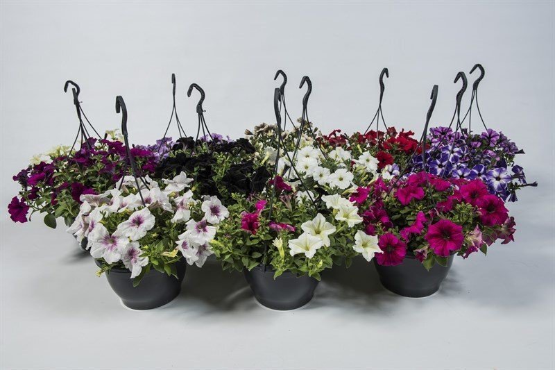 Vienmetė gėlė, petunija, vazonėlio skersmuo 19 cm.