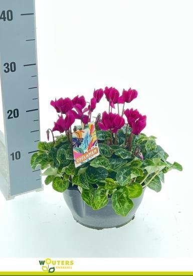Kambarinis augalas, ciklamenas "Purple", vazonėlio skersmuo 21 cm.