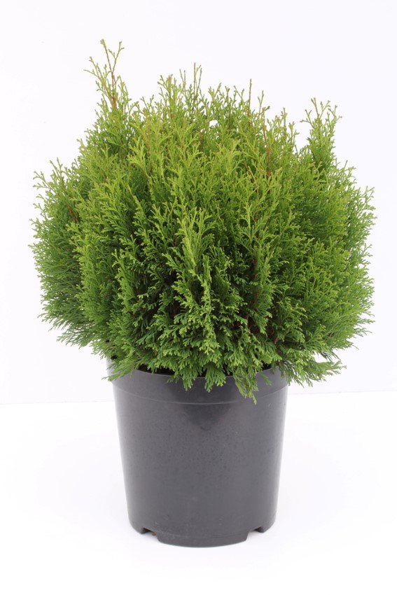 Spygliuotis, tuja vakarinė "Miky", vazonėlio skersmuo 23 cm.