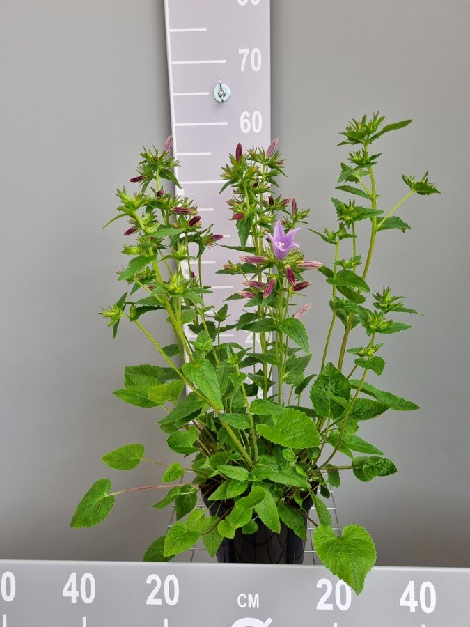 Daugiametė gėlė, katilėlis "Viking", vazonas 3 l.