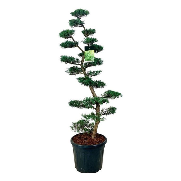 Spygliuotis, kadagys virgininis "Grey Owl" (bonsai), aukštis 150-175 cm., vazonas 50 l.