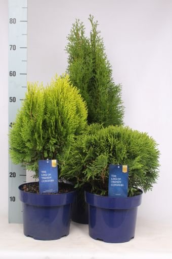 Spygliuotis, puskiparisis bukasis "Gemengde", vazonėlio skersmuo 23 cm.