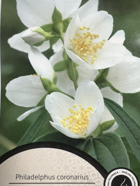 Dekoratyvinis krūmas, jazminas, ant stiebo, vazonėlio skersmuo 21 cm.