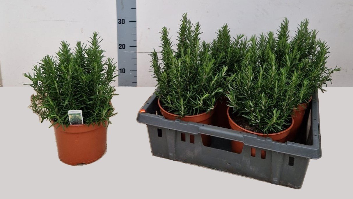 Prieskoninis augalas, rozmarinas, vazonėlio skersmuo 18 cm.