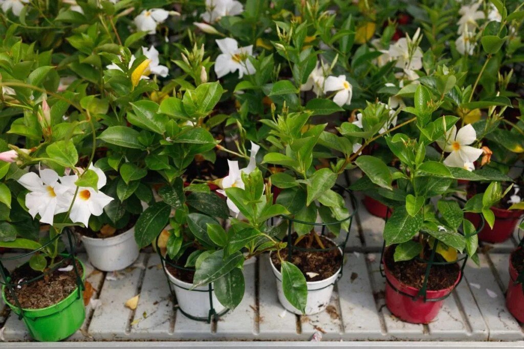 Vienmetė gėlė, sundavilė, vazonėlio skersmuo 11 cm.