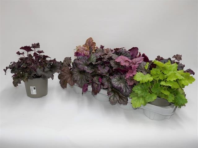 Daugiametė gėlė, alūnė "Americana", vazonėlio skersmuo 13 cm.