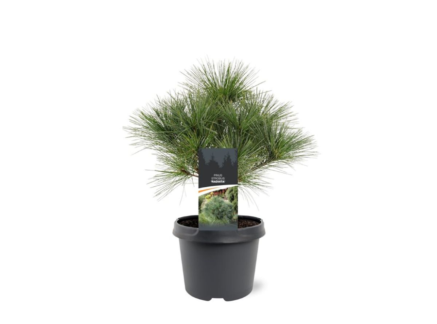 Spygliuotis, pušis veimutinė "Radiata", aukštis 25-30 cm., vazonas 3 l.