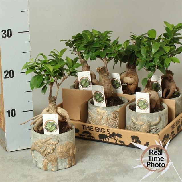 Kambarinis augalas, fikusas (bonsai), vazonėlio skersmuo 11 cm.