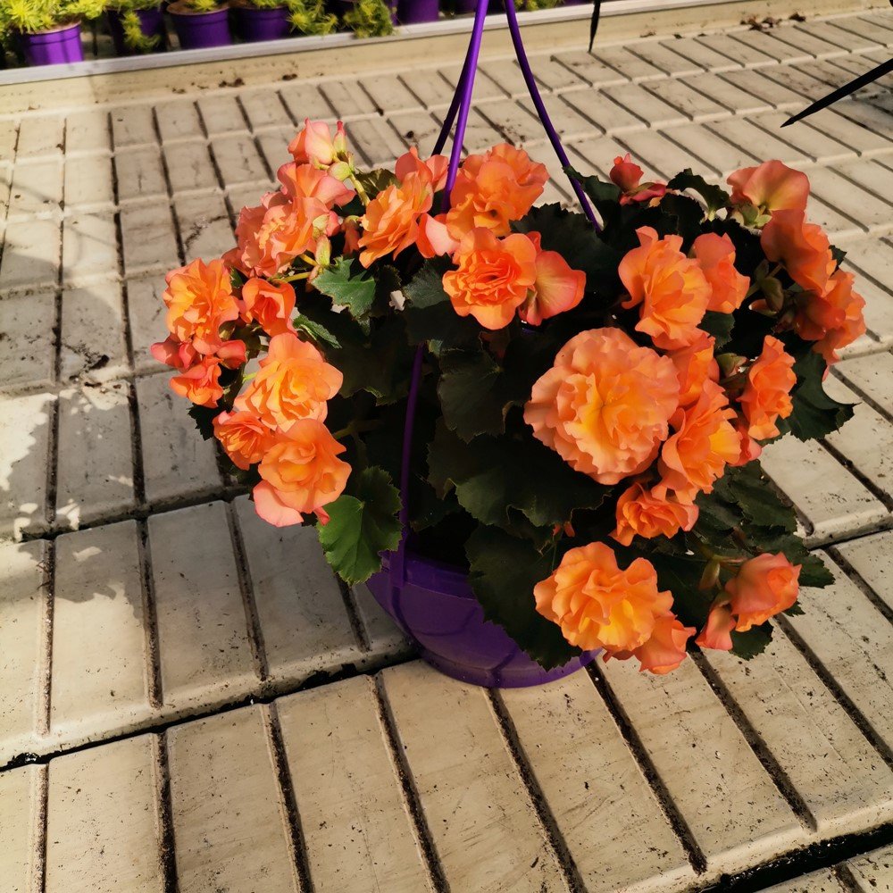 Vienmetė gėlė, begonija (svyranti), vazonėlio skersmuo 23 cm.