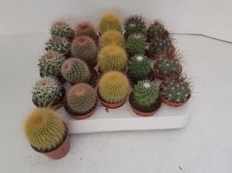 Kambarinis augalas, mamiliarija, įvairūs, vazonėlio skersmuo 5 cm.