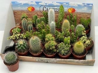 Kambarinis augalas, kaktusas, vazonėlio skersmuo 9 cm.