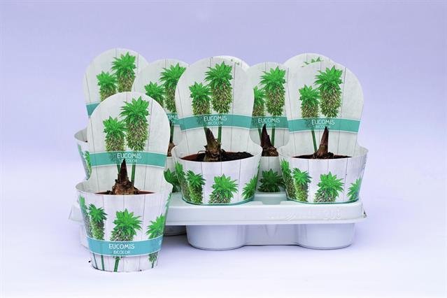 Daugiametė gėlė, lelija ananasinė, vazonėlio skersmuo 12 cm.