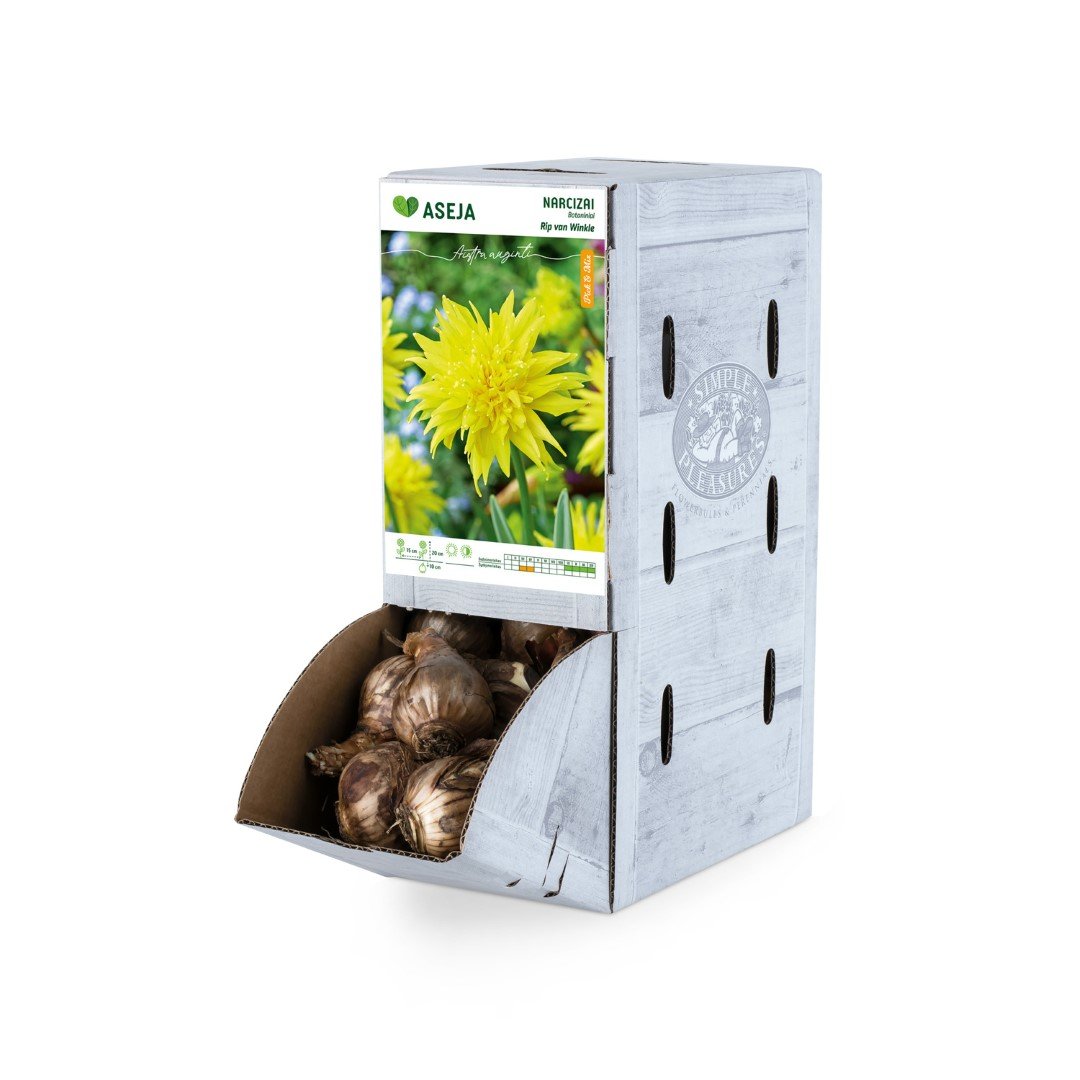 Botaninio narcizo Rip van Winkle svogūnėlis ASEJA, 1 vnt., 10/12, Rackbox, 64041710, (R)