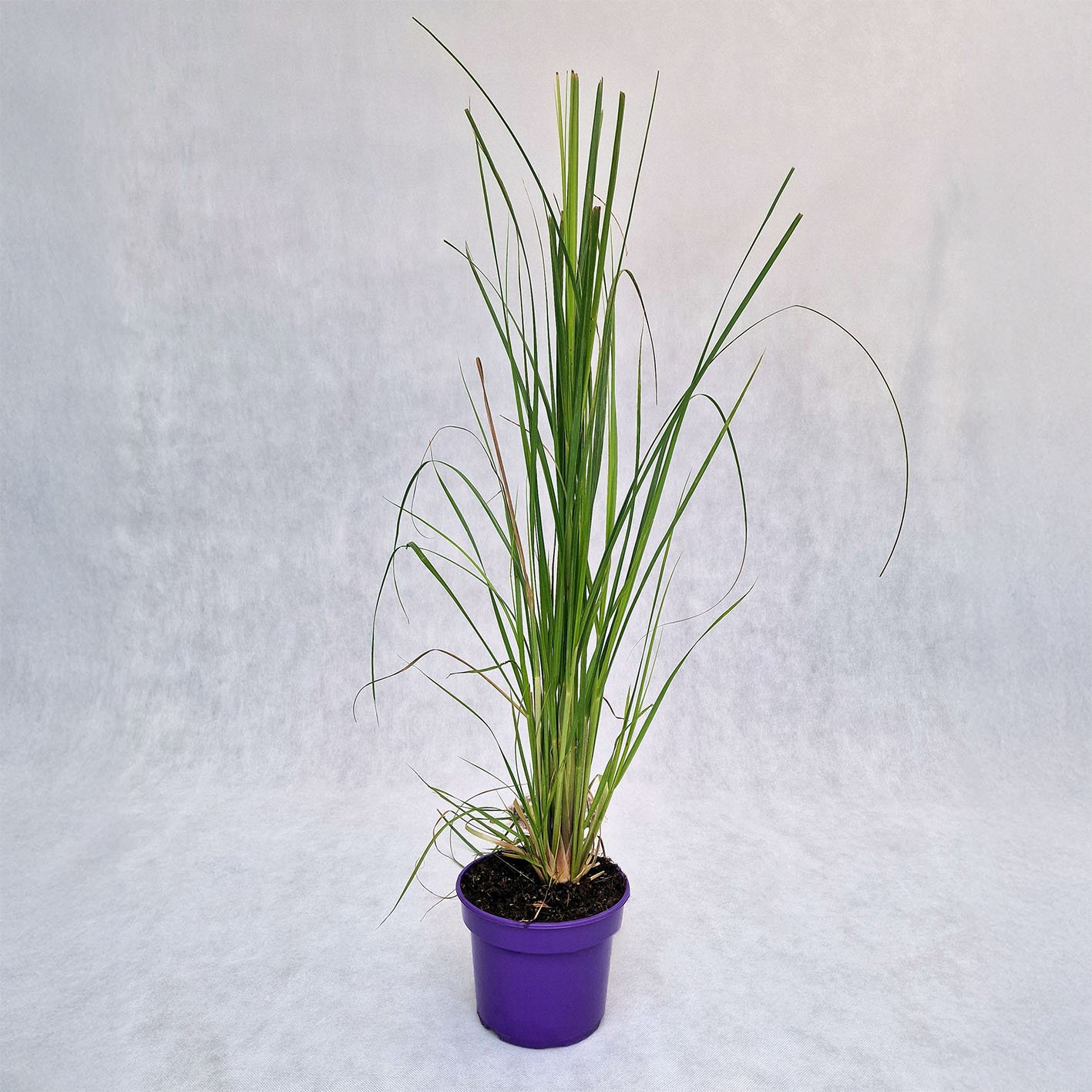 Žolinis augalas, kortaderija "White Plume", vazonas 2 l.