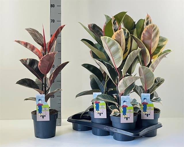 Kambarinis augalas, fikusas "El Gemeng", vazonėlio skersmuo 17 cm.