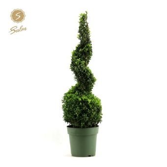 Dekoratyvinis krūmas, paprastasis buksmedis, spiralės formos, aukštis 70 cm., vazonėlio skersmuo 23 cm.