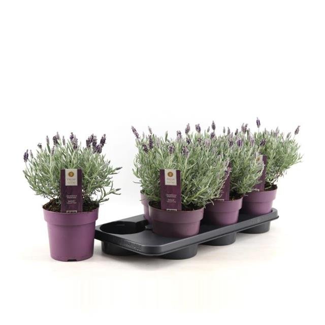 Vienmetė gėlė, levanda "Silver Anouk", vazonėlio skersmuo 15 cm.