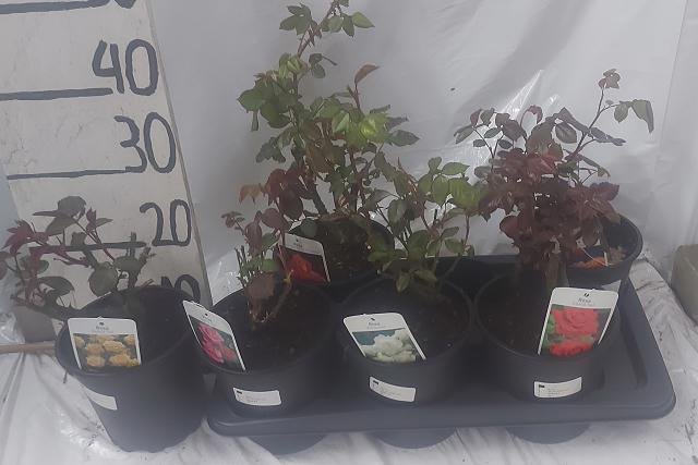 Daugiametė gėlė, rožė, vazonėlio skersmuo 17 cm.