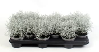 Vienmetė gėlė, kalocefalas, vazonėlio skersmuo 11 cm.