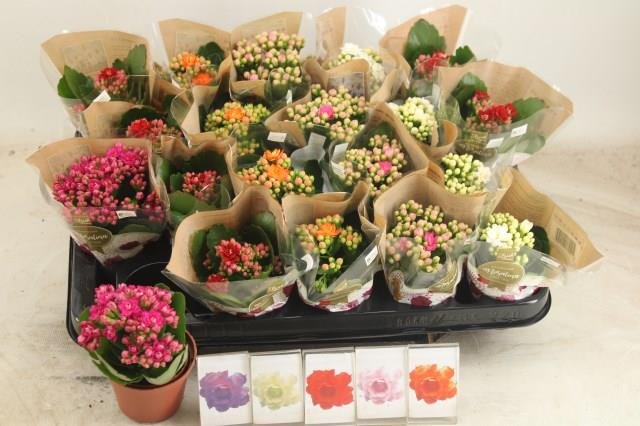 Kambarinis augalas, kalankė, vazonėlio skersmuo 6 cm.