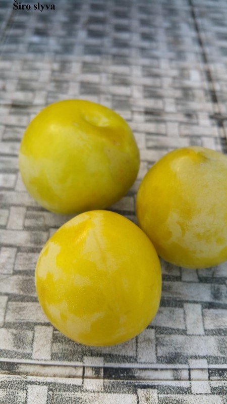 Vaismedis, slyva "Shiro"