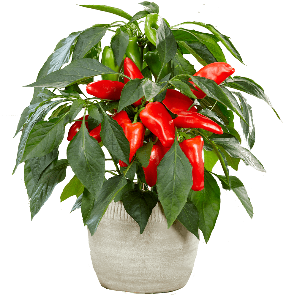Daržovių sodinukai, paprika "Mimi Red", raudona, saldi, vazonėlio skersmuo 10 cm.