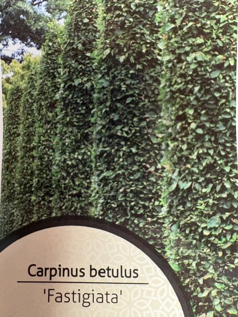 Dekoratyvinis krūmas, skroblas paprastasis "Fastigiata", vazonėlio skersmuo 21 cm.