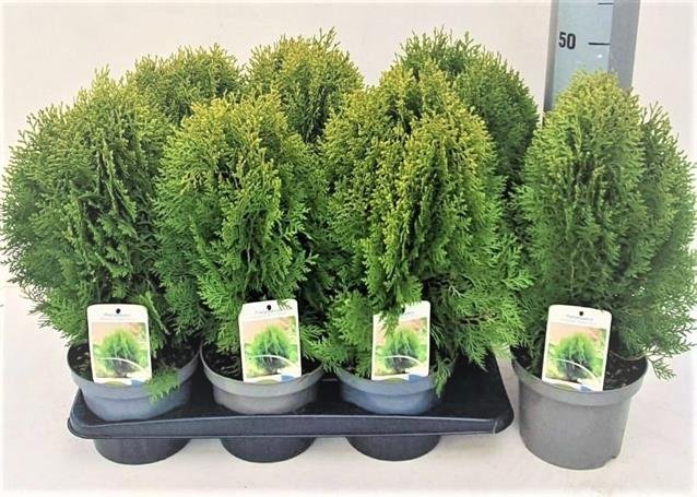Spygliuotis, tuja "Aurea nana", vazonėlio skersmuo 17 cm.