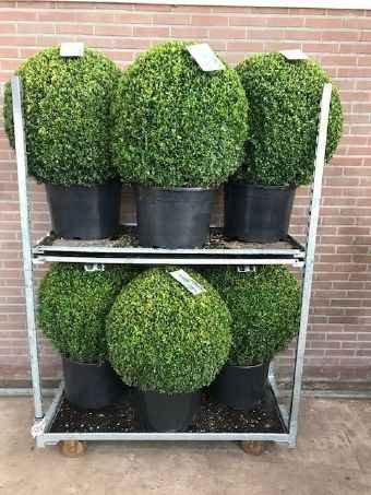 Dekoratyvinis krūmas, buksmedis paprastasis, apvalus, aukštis 65-70 cm., vazonėlio skersmuo 40 cm.