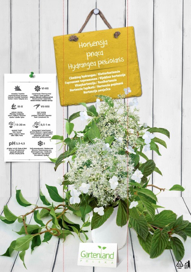 Dekoratyvinis krūmas, hortenzija vijoklinė, vazonėlio skersmuo 9 cm.